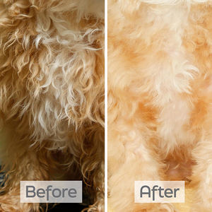 Champús para <span class=keywords><strong>perros</strong></span> de etiqueta privada Desenreda y condiciones con leche de <span class=keywords><strong>avena</strong></span> Aceite de coco y manteca de karité Champú para mascotas para abrigo rizado u ondulado - Product Image 5