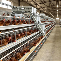 Cage à poules pondeuses de type 3/4 niveaux, galvanisée à chaud, avec système d'alimentation automatique pour élevage avicole