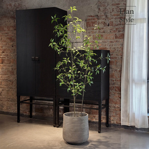 FONG IAN grosir daun Osmanthus dengan Pot hidup hijau Natal pernikahan dekorasi dalam ruangan untuk pintu masuk rumah kantor - Product Image 1