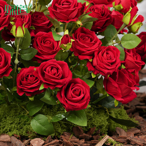 Ramo de Rosas Artificiales Greenway de 30cm-100cm para Decoración de Bodas y San Valentín - Product Image 2