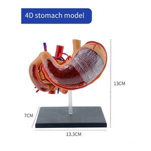 मानव गैस्ट्रिक कॉर्पोनल अनुभाग शरीर रचना रचना रचना रचना मॉडल - Product Image 6