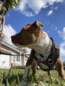 Collar de Acero Inoxidable para Perros Pequeños, Medianos y Grandes, Collar Resistente de Eslabones Cubanos para Perros <span class=keywords><strong>American</strong></span> <span class=keywords><strong>Bully</strong></span> y Bulldog Francés - Product Image 3