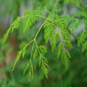 <span class=keywords><strong>Poudre</strong></span> de <span class=keywords><strong>Moringa</strong></span> Hyperanthera Naturelle et <span class=keywords><strong>Poudre</strong></span> de Cassia Fistulosa Certifiées GMP et Casher, Conditionnées sous Vide en Fût, Qualité Alimentaire, Marque Xin Sheng - Product Image 4