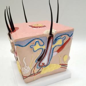 Modelo Anatómico de PVC de Alta Calidad para la Enseñanza del Proceso de Crecimiento del Cabello, Alopecia, Trasplante Capilar, Foliculitis y Nervio Capilar - Product Image 5