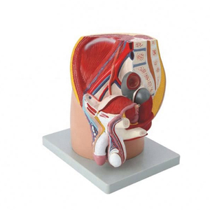 Modèle de bassin réaliste en 4 parties pour homme Section médiane Organes internes en PVC Système digestif Éducation Bon marché Formation scolaire - Product Image 1