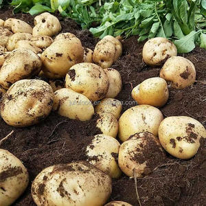 Pommes <span class=keywords><strong>de</strong></span> <span class=keywords><strong>terre</strong></span> douces biologiques <span class=keywords><strong>de</strong></span> la nouvelle récolte, pommes <span class=keywords><strong>de</strong></span> <span class=keywords><strong>terre</strong></span> fraîches à prix avantageux - Product Image 3