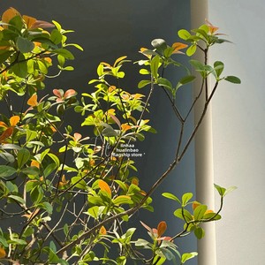 Ornements de sol haut de gamme en plastique, <span class=keywords><strong>fleurs</strong></span> artificielles de Nandina, plantes vertes, décoration intérieure de style chinois - Product Image 5