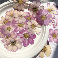 Fiori Pressati Naturali di Cosmos con Petali Larghi, Rosa Rosa a Goccia, Fiori Pressati per Resina Epossidica, Sigilli di Cera, Cornici Nuziali