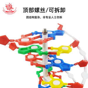 Modèle d'ADN, grande structure à double hélice, 33306 paires de bases, matériau génétique, instrument pédagogique de biologie de 60 cm - Product Image 4