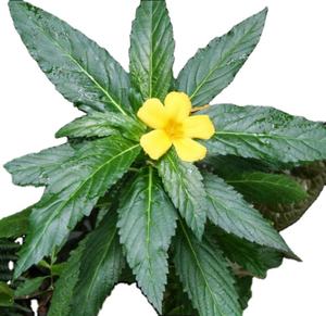 عالية الجودة الخام الجملة العشبية الشاي ورقة شجرة دامِيانَة المجففة داميانا يترك - Product Image 2