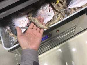 Équipement de réfrigération d'usine OEM et ODM Congélateur de poisson industriel à congélation rapide Congélateur et réfrigérateur à chocs verticaux et mobiles - Product Image 6