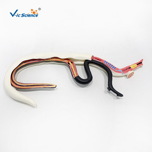 Modelo de Schistosoma Vic 14228, macho y hembra en posición de abrazo, desmontable para disección, modelo didáctico de parásito biológico. - Product Image 2