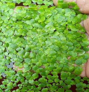 หญ้าสไปโรเดล่าแห้ง ต้นสไปโรเดล่า โพลีริซ่า หญ้าเป็ดใหญ่ สำหรับทำสมุนไพร - Product Image 6