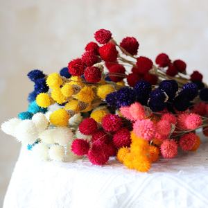 Arc-en-ciel Long Globe Amarante Fleurs Séchées <span class=keywords><strong>Fraise</strong></span> Séchée Fleur De Fruit Approvisionnement D'usine Fleurs Décoratives - Product Image 2