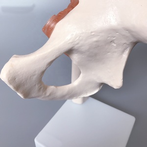 Modèle anatomique de la hanche grandeur nature de haute qualité pour l'enseignement et l'apprentissage, modèle d'enseignement avec ligaments flexibles, modèle d'os de la hanche - Product Image 4