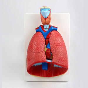 Modelo Anatómico de Garganta, Corazón y Pulmón Humano de Qinghua, Sistema Respiratorio, Corazón y Pulmón Internos, Anatómico Desmontable Biomédico - Product Image 1