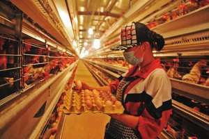 พลังงานต่ำไข่ชั้นกรงไก่สำหรับสุ่มไก่ - Product Image 4