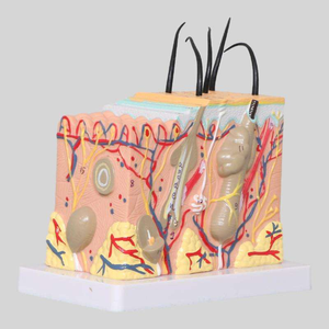 Modèle de <span class=keywords><strong>squelette</strong></span> humain agrandi 50 fois avec cheveux pour l'enseignement de la médecine et de l'anatomie - Product Image 1