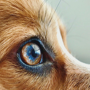Gocce per il Supporto Oculare Quotidiano Delicate Pet Relief Advanced Vision per Cani, Gatti e Piccoli Animali - Mantiene gli <span class=keywords><strong>Occhi</strong></span> Chiari, Riduce l'Opacità - Product Image 3