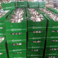 Ail Blanc Chinois de 5 cm à Bon Prix, Vente en Gros, Petites Emballages 3P/5P, Exportation, Ail Blanc Pur en Promotion avec Certification GLOBAL GAP