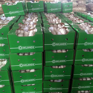 Buen precio 5cm Ajo Blanco chino al por mayor paquete pequeño 3P/5P exportación gran oferta ajo blanco puro con GLOBAL GAP - Product Image 6