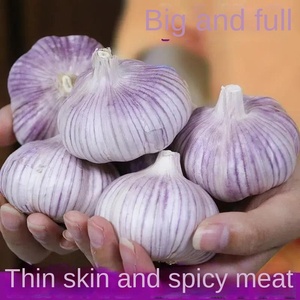 <span class=keywords><strong>Ajo</strong></span> Entero Cultivado en Granja, a Granel, 2.50 kg, 4cm-5cm, Fruto Grande, Seco, <span class=keywords><strong>Morado</strong></span> y Blanco de Fujian, Horneado, 1 Año de Duración - Product Image 2