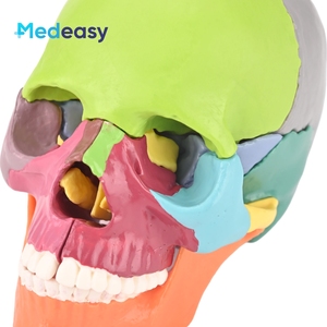 Modèle d'anatomie du crâne humain <span class=keywords><strong>Measy</strong></span>, 15 parties détachables, codées par couleur, mini PVC 1:2 pour l'enseignement médical - Product Image 5