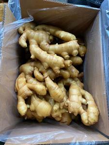 Gingembre jaune frais de haute qualité, sélectionné, <span class=keywords><strong>grande</strong></span> <span class=keywords><strong>taille</strong></span>, gingembre gras, légumes pour la transformation alimentaire et les supermarchés - Product Image 1