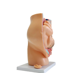 Modèle de fœt de <span class=keywords><strong>neuf</strong></span> <span class=keywords><strong>mois</strong></span> avec <span class=keywords><strong>grossesse</strong></span> dans le bassin, modèle d'accouchement - Product Image 4