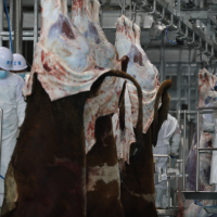 Équipement d'abattage de bovins, machine de traitement de la peau de vache, machine à dépecer le bétail en acier inoxydable 304