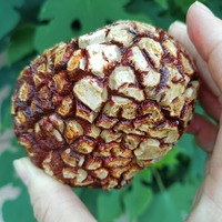 Pierres brutes d'agate naturelle uniques, forme d'ananas, non polies et brutes, avec des couleurs variées, magnifiques spécimens minéraux et cristaux