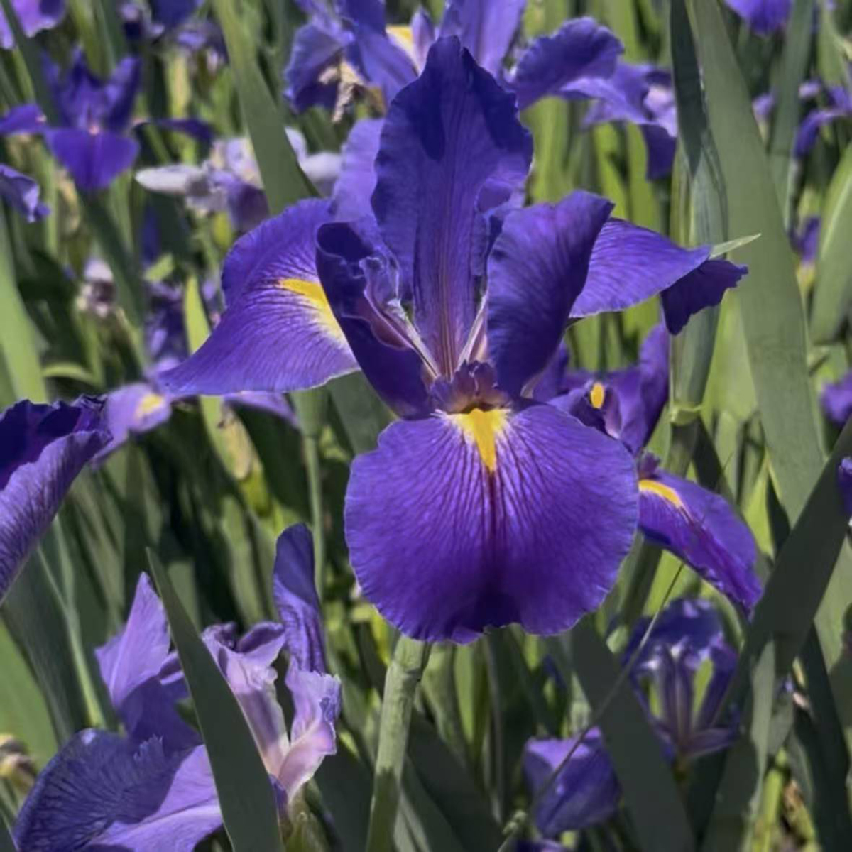 Prussian blue