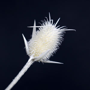 Eryngbras — 15 Branches de couleurs plastique, vente en gros, 15 têtes différentes, couleur blanche et noire - Product Image 2