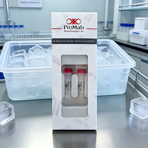 Monoclonal de Conejo a <span class=keywords><strong>OGT</strong></span> - Product Image 6