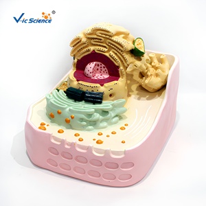 <span class=keywords><strong>Modelo</strong></span> de Enseñanza de Ultraestructura Celular Animal y Vegetal (Componente Único) - Product Image 1