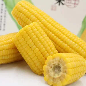 Maïs frais sans OGM dans un sac sous vide pour le maïs frais prêt à manger
