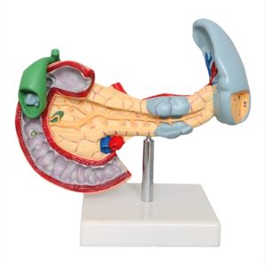 Anatomie Van Het Menselijk Lichaam Model Ziekten Van <span class=keywords><strong>Pancreas</strong></span> Milt Galblaas Anatomisch <span class=keywords><strong>Pancreas</strong></span> Model - Product Image 1