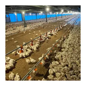 Preço barato galvanizado avicultura equipamentos para frangos de corte