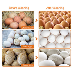 Dây chuyền sản xuất trứng tươi đa bước với đảm bảo chất lượng cho thị trường nông thôn - Product Image 5