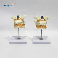 Modelo Anatómico de Dientes Permanentes de 2 Partes, Mandíbula Superior e Inferior Desmontable de PVC para Enseñanza Dental, CE ISO ROHS CNAS