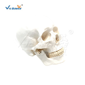 VIC-190071 Modèle de crâne adulte naturel avec 3 dents amovibles (squelette) - Product Image 5