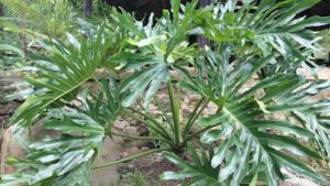 คอลเลกชันฟิโลเดนดรอนระดับพรีเมียม: ผู้จัดจำหน่ายต้นไม้ประดับในร่มใบเขตร้อนแปลกตา - Product Image 2