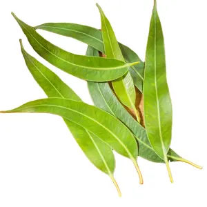 Incenso de borracha de eucalyptus, alta qualidade, vara de borracha-6 t, atacado, esfregamento, limpeza, ufni