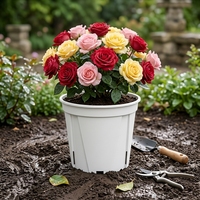 Pot de Bonsaï en Plastique Coloré Contemporain et Léger, Grand Format, avec Trou de Drainage, Idéal pour Semis et Utilisation Extérieure en Jardin