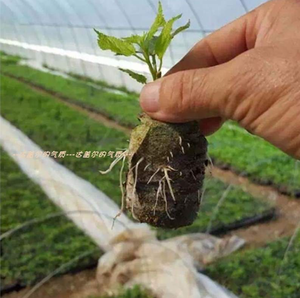 Bloc <span class=keywords><strong>de</strong></span> sol <span class=keywords><strong>de</strong></span> plantation Pellets <span class=keywords><strong>de</strong></span> <span class=keywords><strong>tourbe</strong></span> <span class=keywords><strong>Semis</strong></span> Bloc <span class=keywords><strong>de</strong></span> sol Plante Jardin - Product Image 4