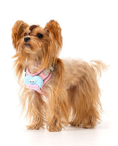 Lot mixte extensible Vertical Wrap cou laisse grande bouche poupée animal de compagnie poitrine dos tirer corde pour marcher chiens harnais pour animaux de compagnie - Product Image 1
