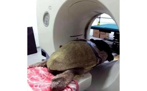 เครื่องสแกนเอกซเรย์คอมพิวเตอร์แบบ Cone-Beam สำหรับสัตว์เลี้ยง รุ่น XUCHN XUCHN-VE017 ได้รับการรับรองมาตรฐาน CE ระดับที่ 3 สำหรับสัตว์น้ำสัตว์เลี้ยง เช่น ลิง แมว สุนัข และปศุสัตว์ - Product Image 2