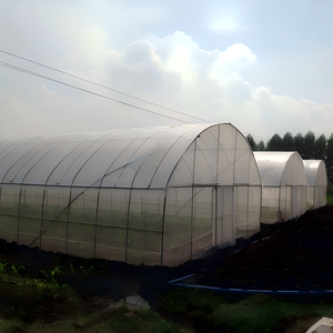 Serre tunnel agricole à structure en acier inoxydable, film plastique PE écologique, pour la culture de tomates, laitues et poivrons - Product Image 4