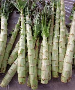 Cây trồng mới tươi gốc Rau diếp nhà máy giá thấp Măng Tây Rau diếp - Product Image 3