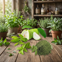 Extrait de feuilles de goyave de qualité supérieure, ingrédient végétal à base de plantes, idéal pour les arômes, les assaisonnements, les mélanges de thé et les aliments fonctionnels